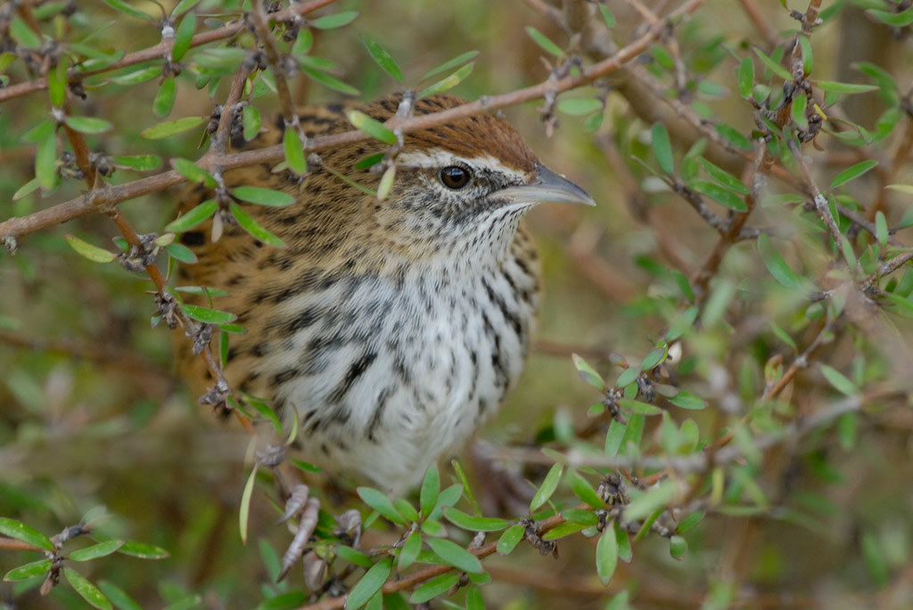 Forms/Templates - Birds New Zealand